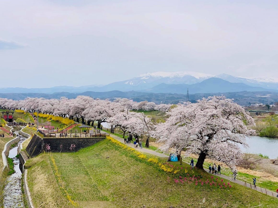 2020年日本櫻花開花預測 宮城