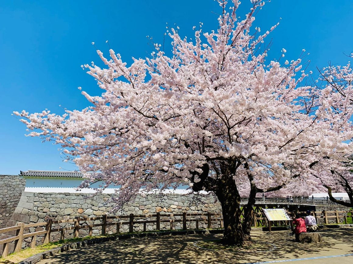 2020年日本櫻花開花預測 山形