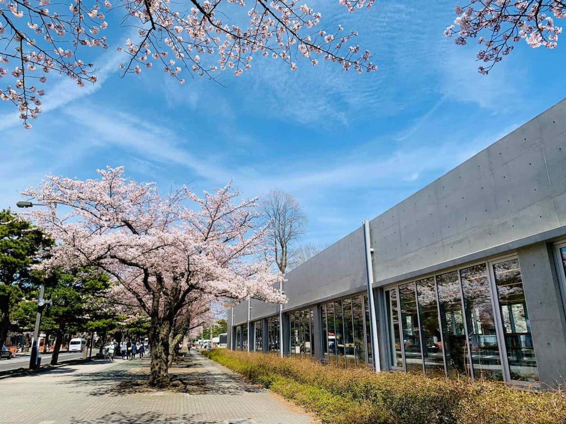 2020年日本櫻花開花預測 十和田市官廳街通2